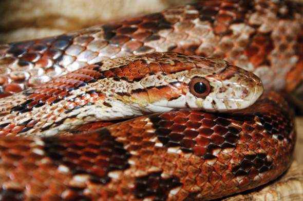 Können Schlangen im Terrarium Affinität fühlen?
