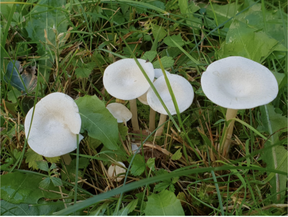 Konnen Sie Diese Pilze Identifizieren Essen Pilze Sammeln Mykologie