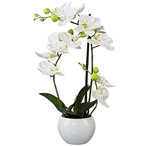 Könnt ihr die obligatorische Orchidee im Topf noch leiden, oder ist sie mittlerweile langweilig und unmodern geworden?