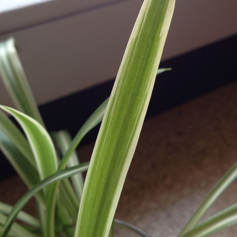 Ein Blatt mit außen weiß innen grün  - (Pflanzen, Art, Pflanzenbestimmung)