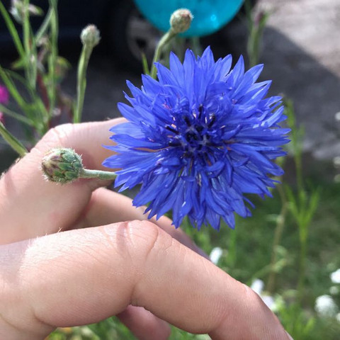 - (Pflanzen, Natur, Blumen)