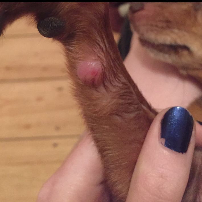 Könnte das ein bienenstich sein? (Hund, Haustiere, Tierarzt)