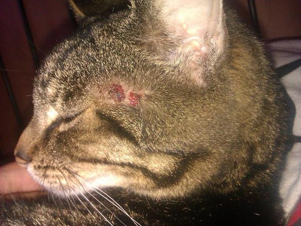 Konnte Das Eosinophiles Granulom Sein Katze Tiere Konnte Das Eosinophiles Granulom Sein Katze Tiere