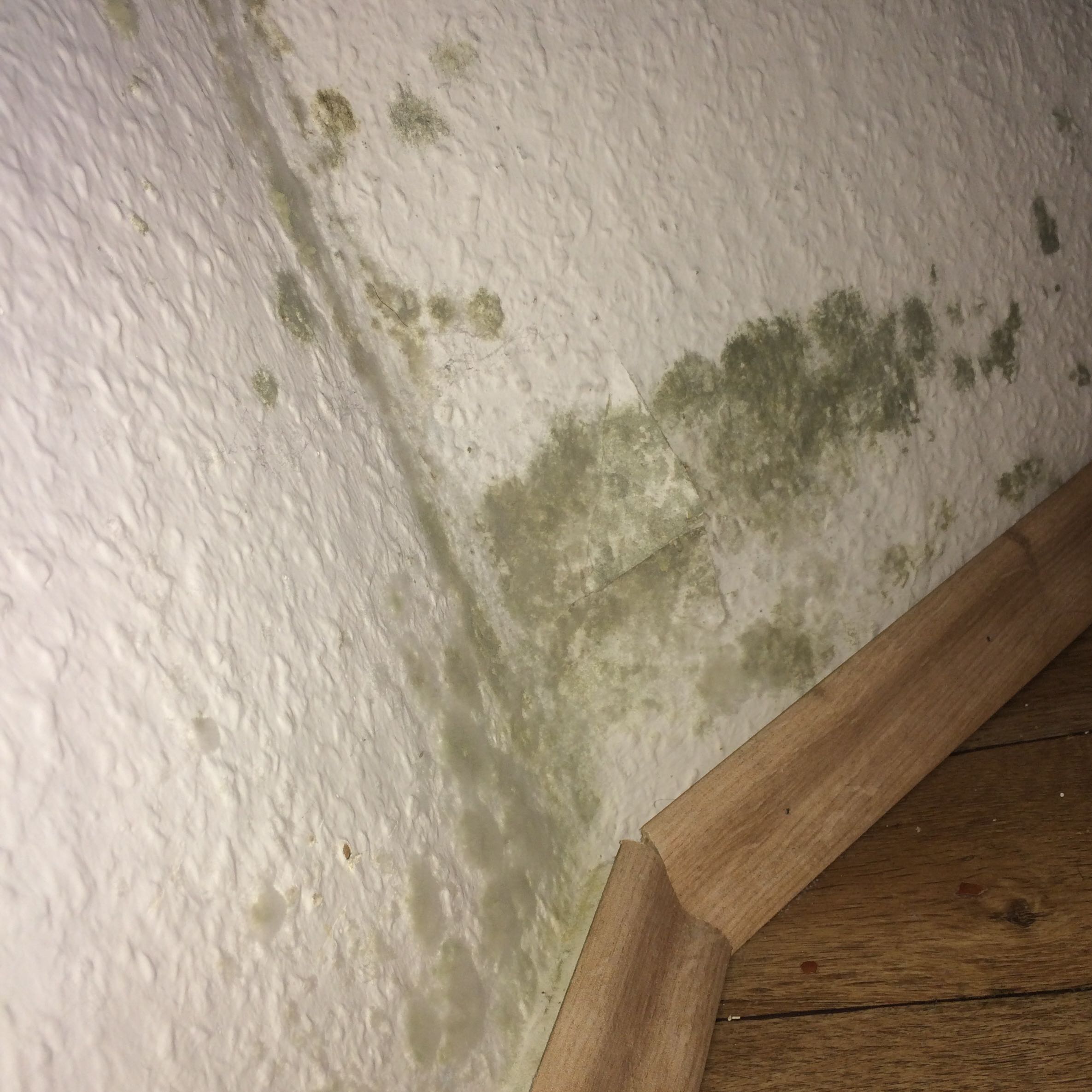 Könnte das Schimmel an der Wand sein? (Gesundheit, Wohnung, altbauwohnung)