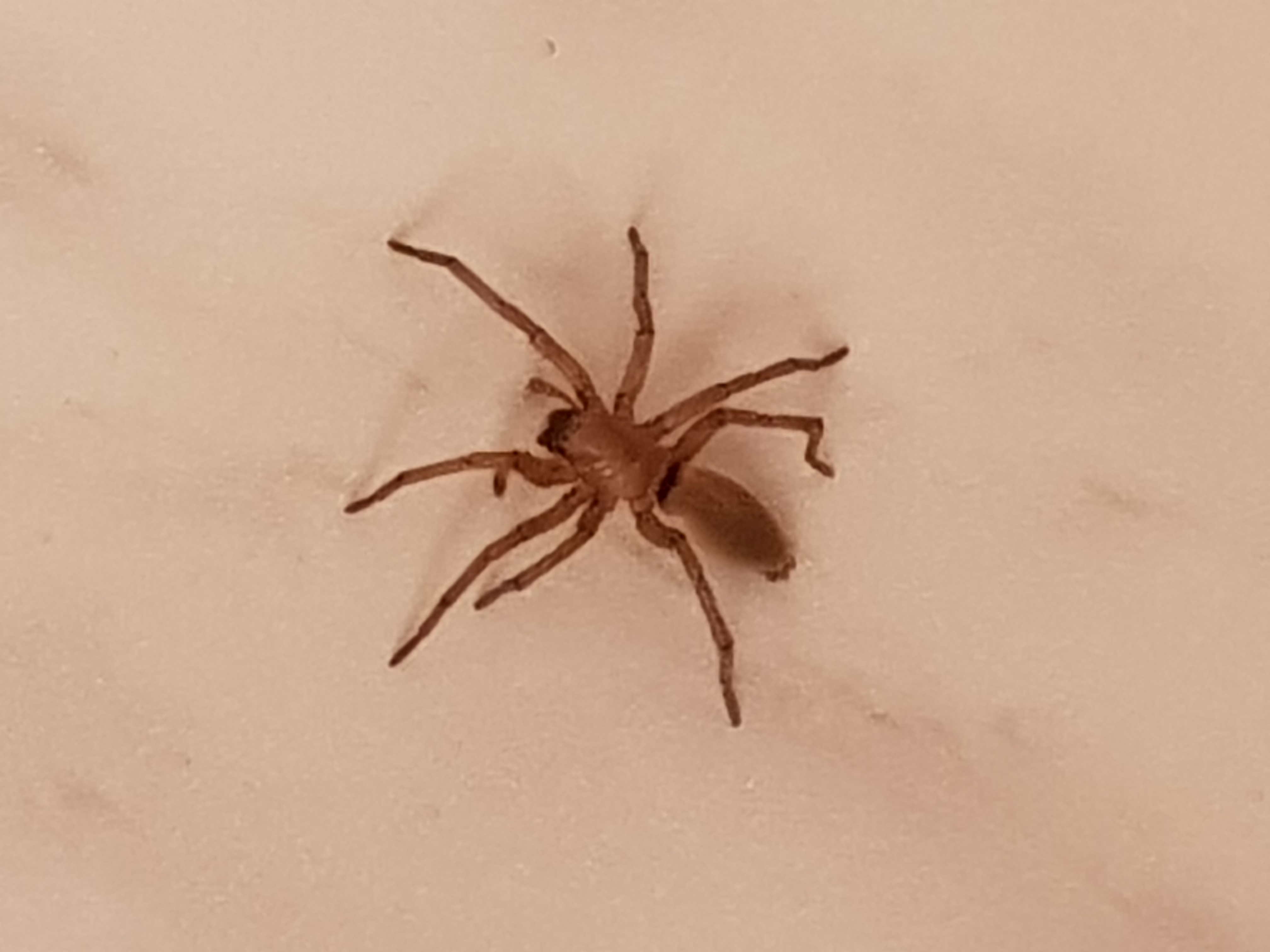 Könnte diese Spinne eine braune Einsiedlerspinne sein? (Tiere, Biologie, Spinnen) Könnte diese Spinne eine braune Einsiedlerspinne sein? (Tiere, Biologie, Spinnen)