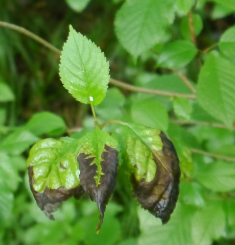 Blatt - (Blaetter, bestimmen)