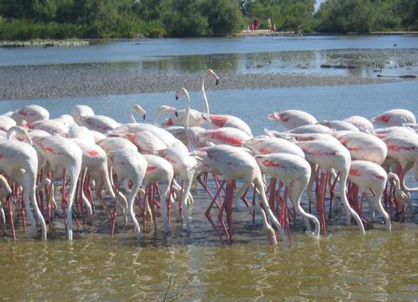 Könnte man Flamingos auch anders färben(ernst gemeint)?