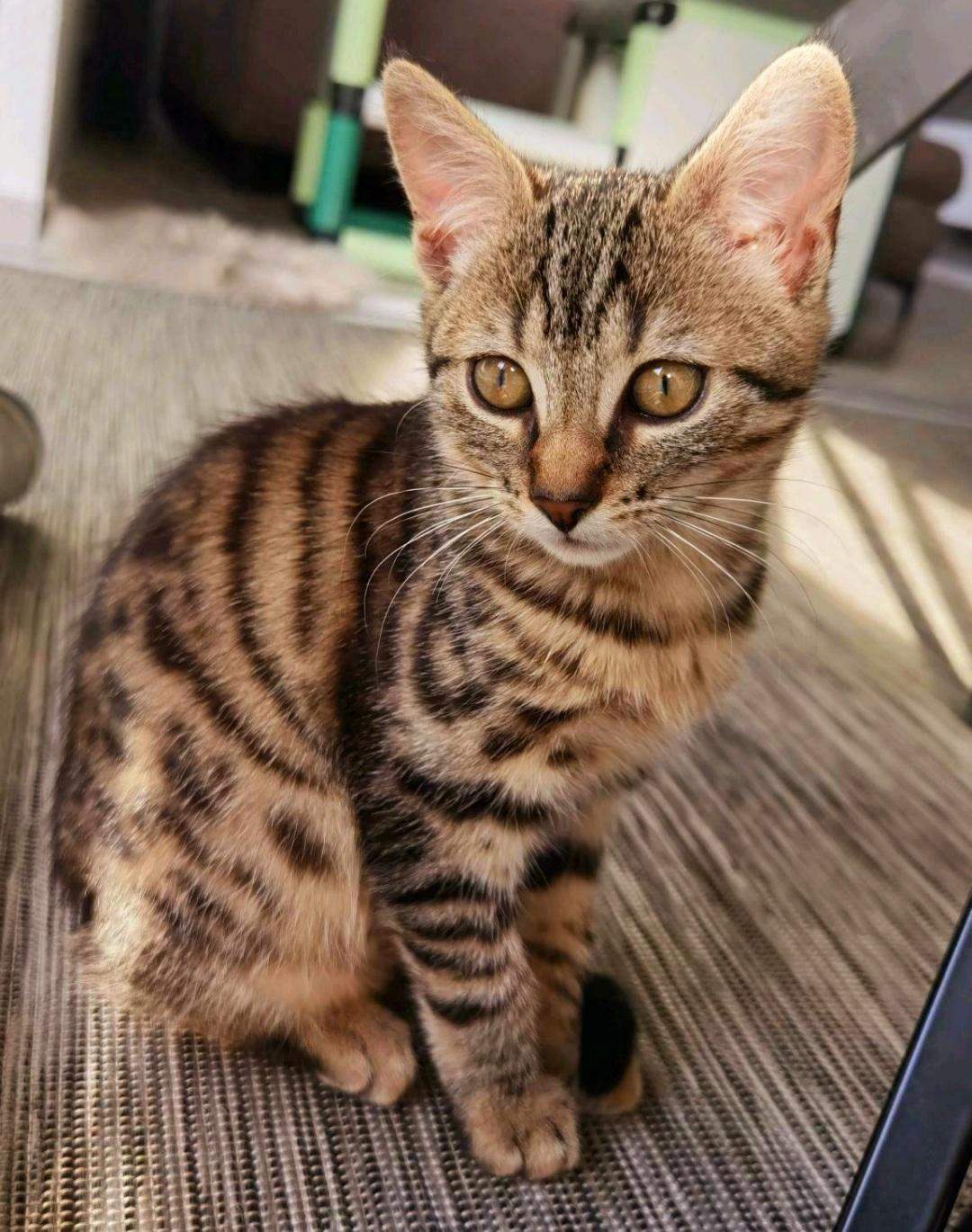 Könnte mein Kitten ein Bengal Mix sein? (Tiere, Katze, Katzenjunges)
