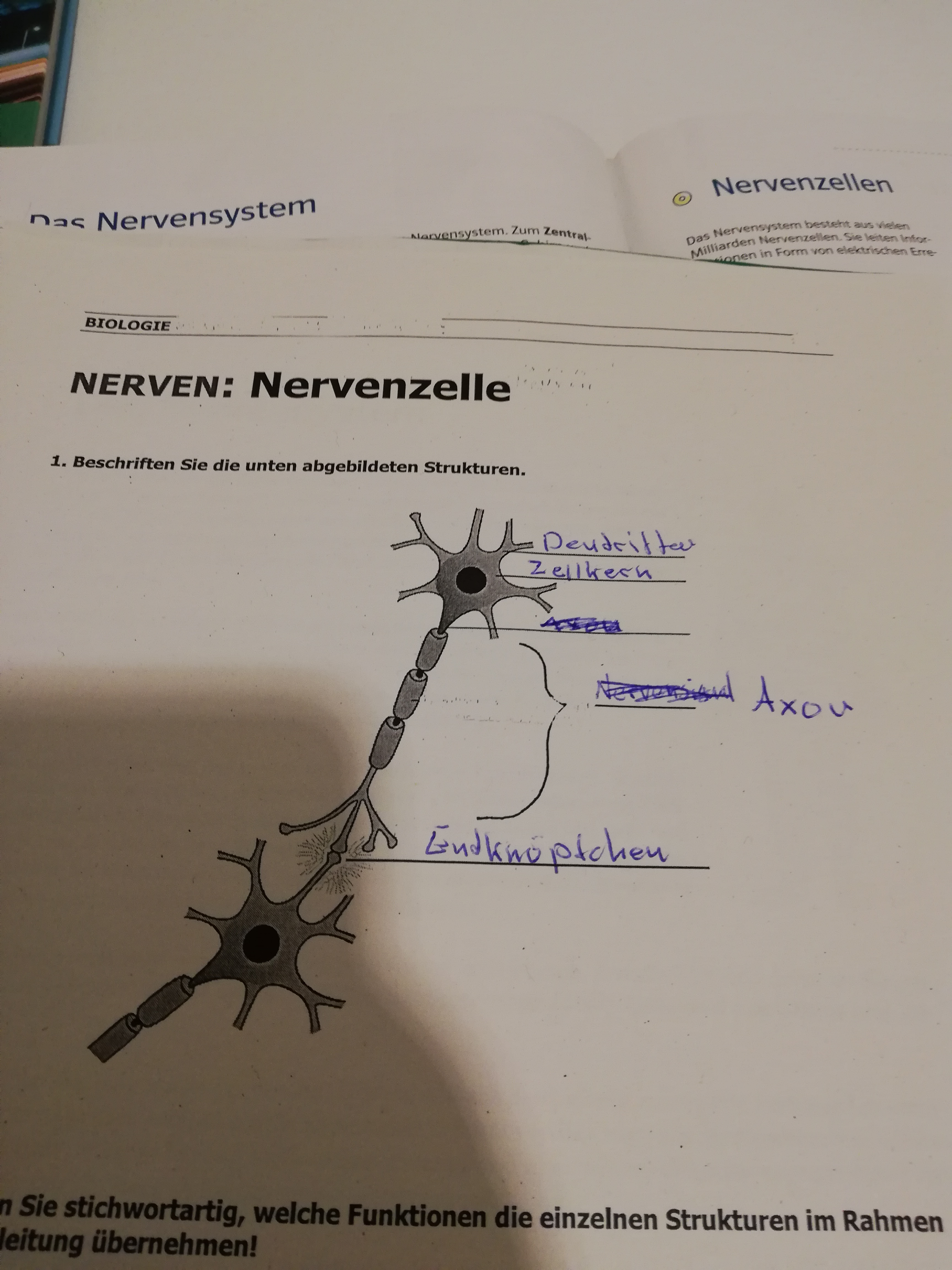 Könntet ihr mir bei dem Aufbau einer Nervenzelle helfen ...