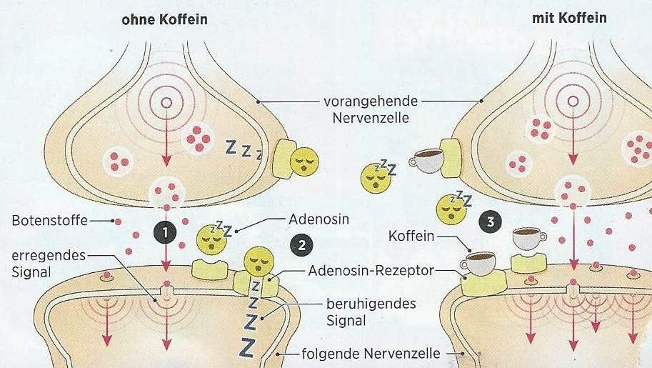 Koffein an der Synape? (Synapsen)