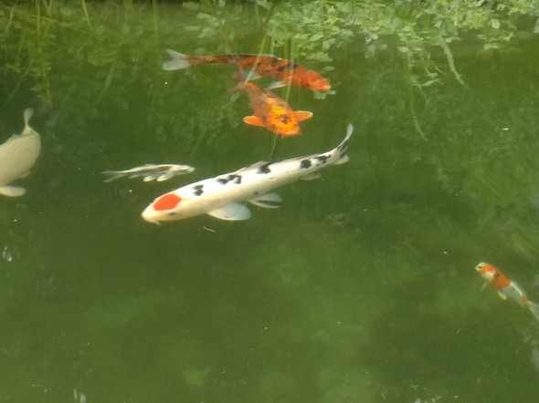 - (Haustiere, Fische, Teich)