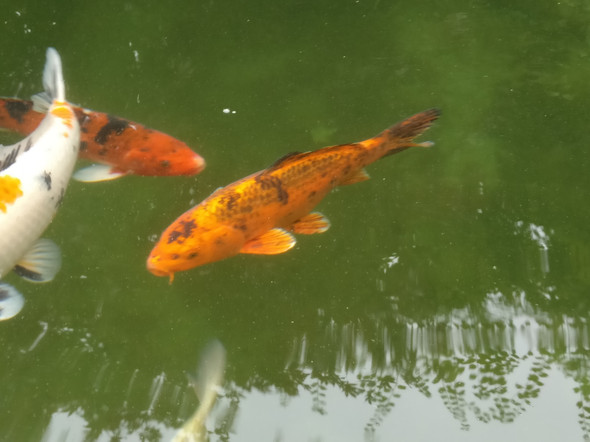 - (Haustiere, Fische, Teich)