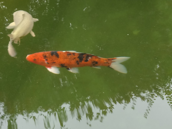 - (Haustiere, Fische, Teich)