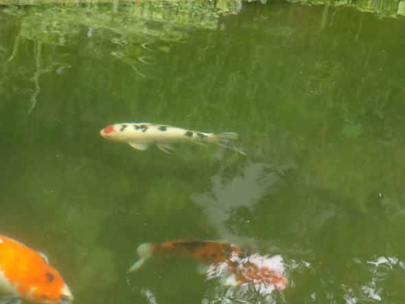 - (Haustiere, Fische, Teich)