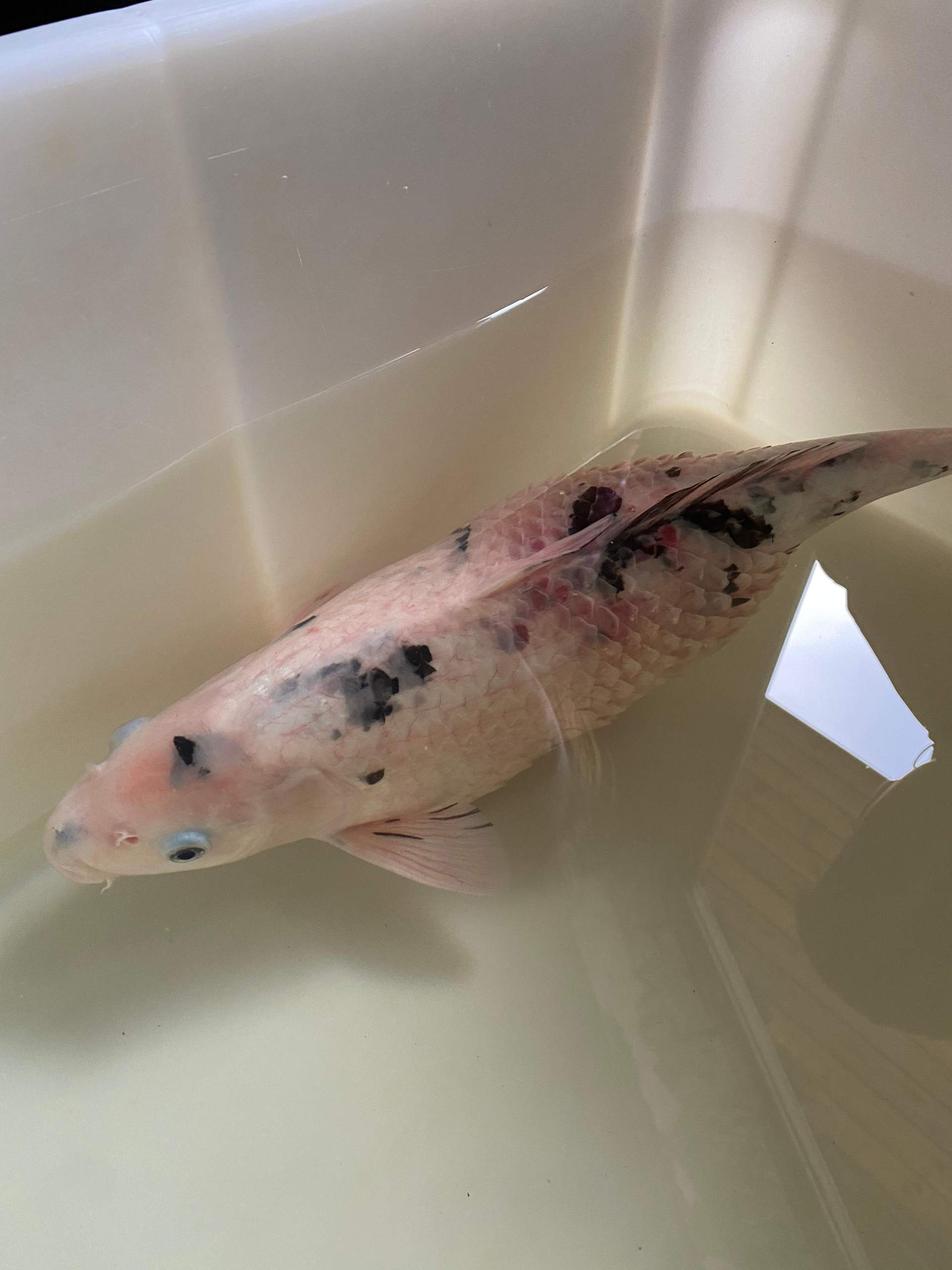 Koi aufgebläht was tun? (Tiere, Fische, Teich)