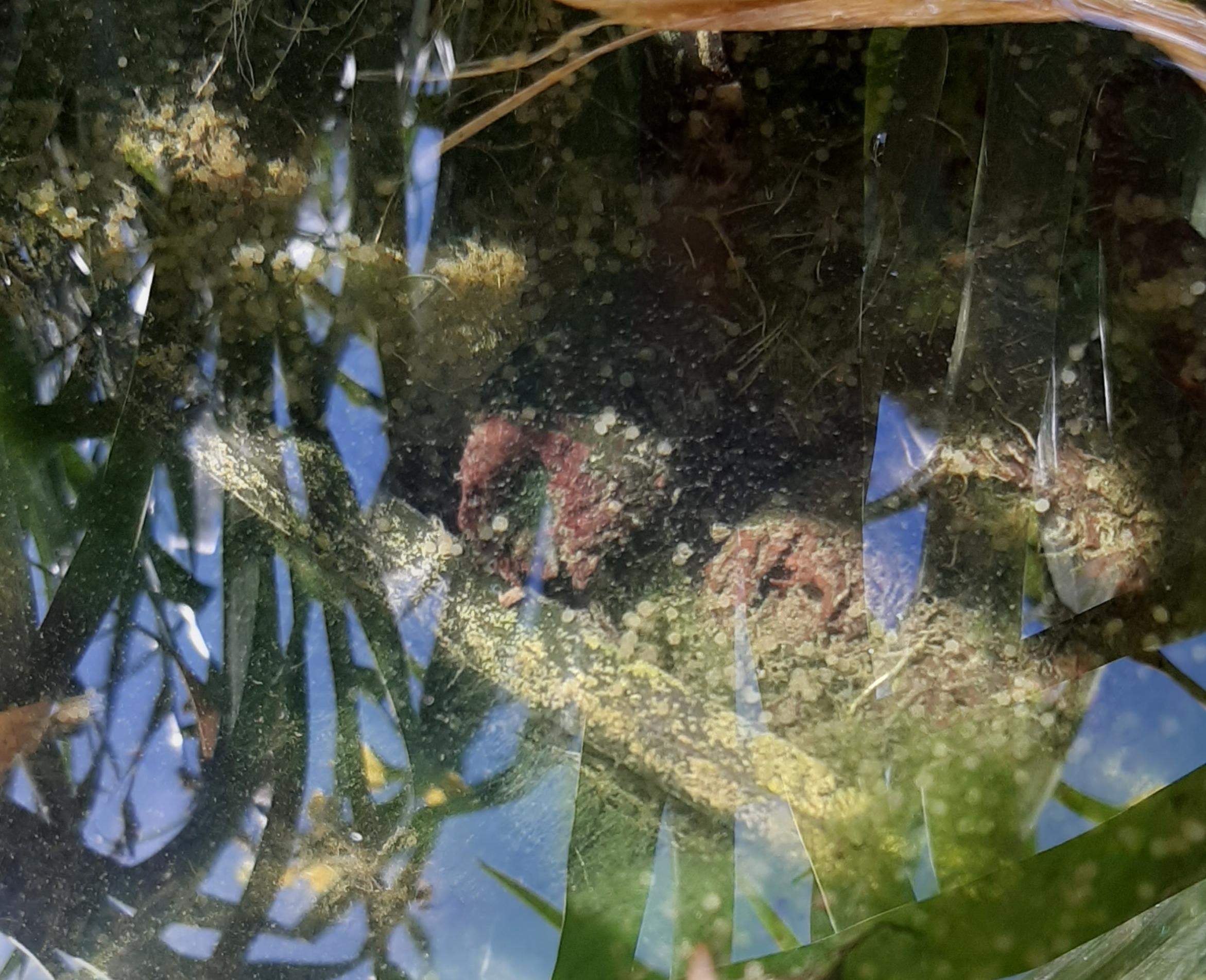 Koi eier aus teich entfernen? (Tiere, Fische, laichen)