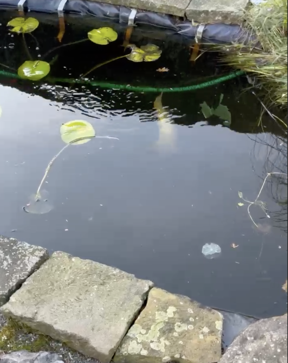 KOI Gartenteich schwimmt an der Oberfläche? (Krankheit, Teich