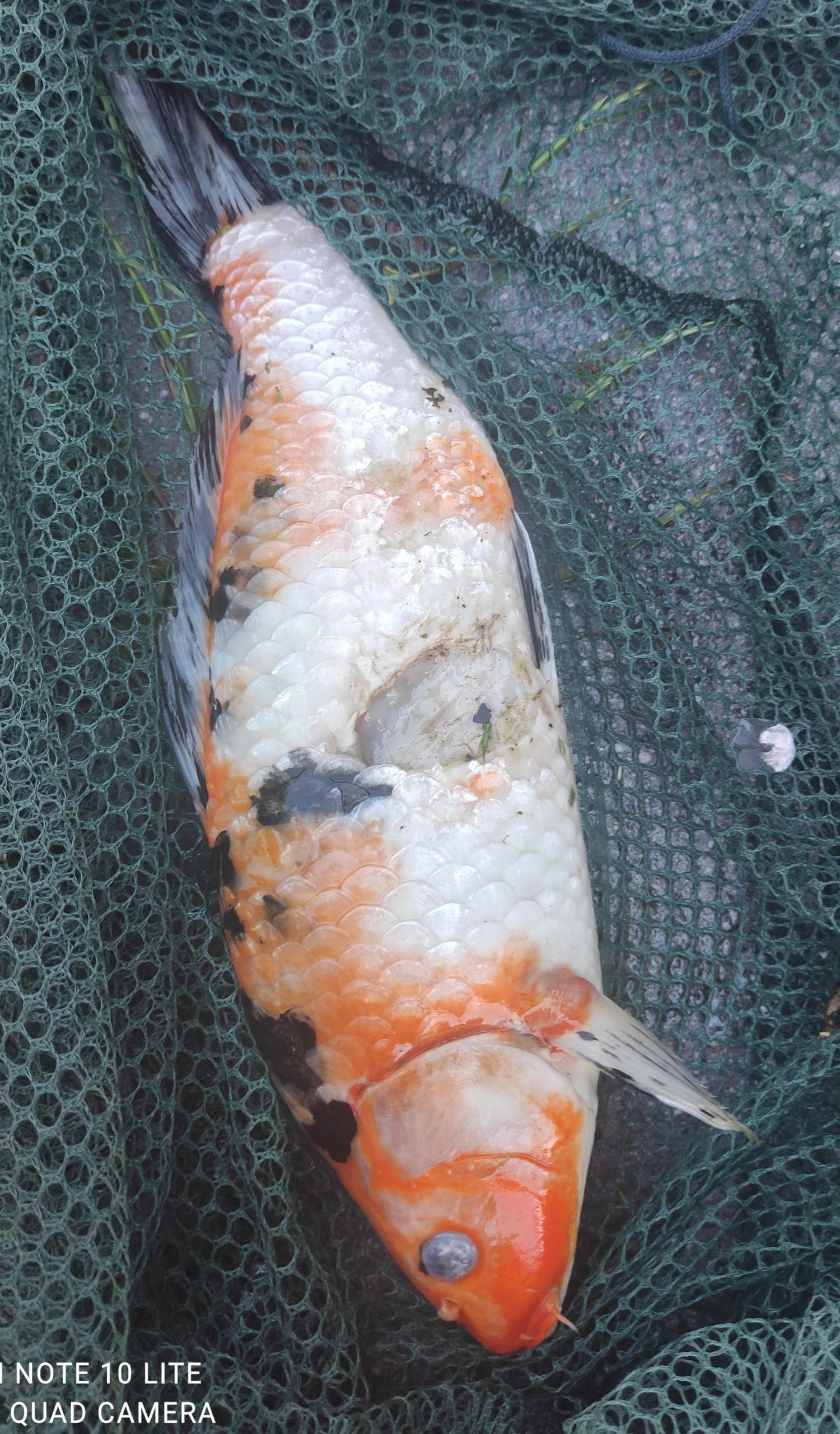 Koi tod Ursache? (Krankheit, Wasser, Garten)