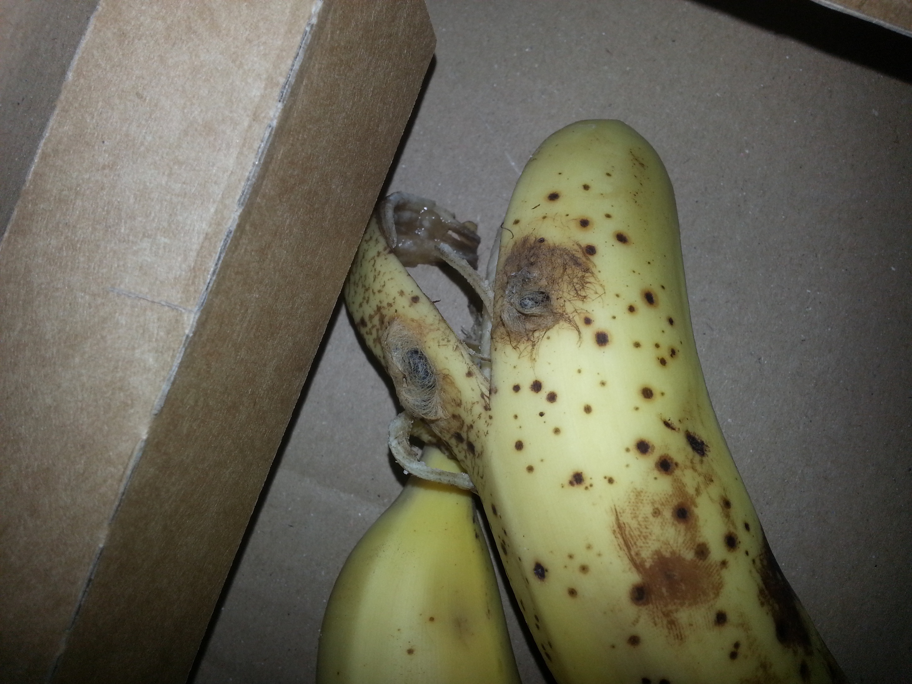 Kokons in Bananen! - Angst vor giftigen Spinnen (Insekten, Banane, giftig)