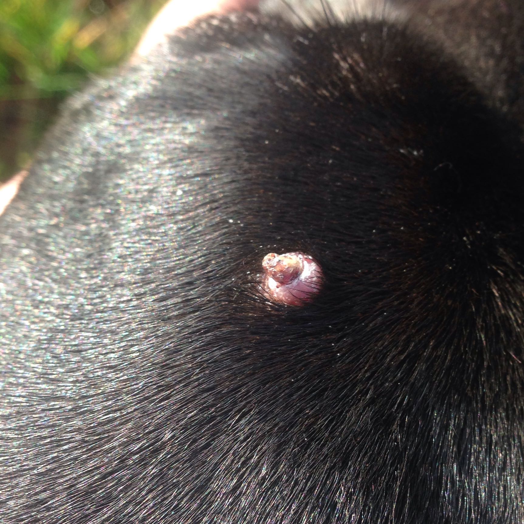 Komische Beule beim Hund Muss ich mir machen? (Tierarzt)