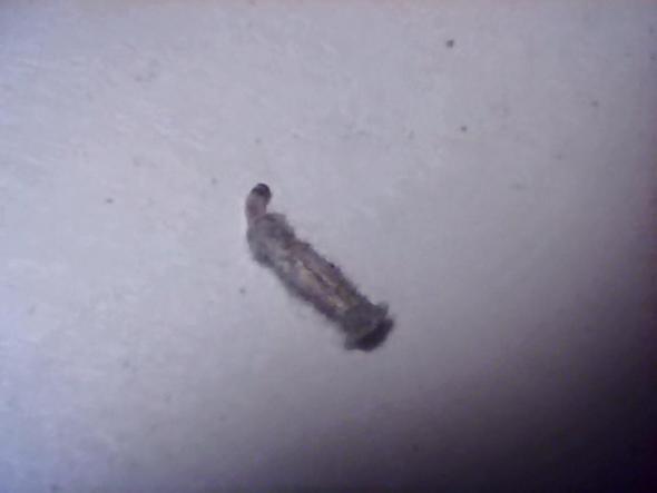 Komische Dinger In Meinem Zimmer Insekten Ungeziefer Ekel