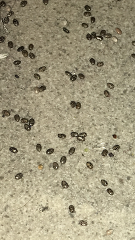 Das sind die Eier, gräulich und mit Mustern, von der Form her wie ein Ei, klein! - (Insekten, Eier)