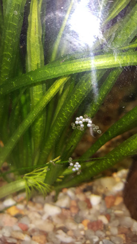 Komische Eier Im Aquarium Gefunden Fische Komische Eier Im Aquarium Gefunden Fische