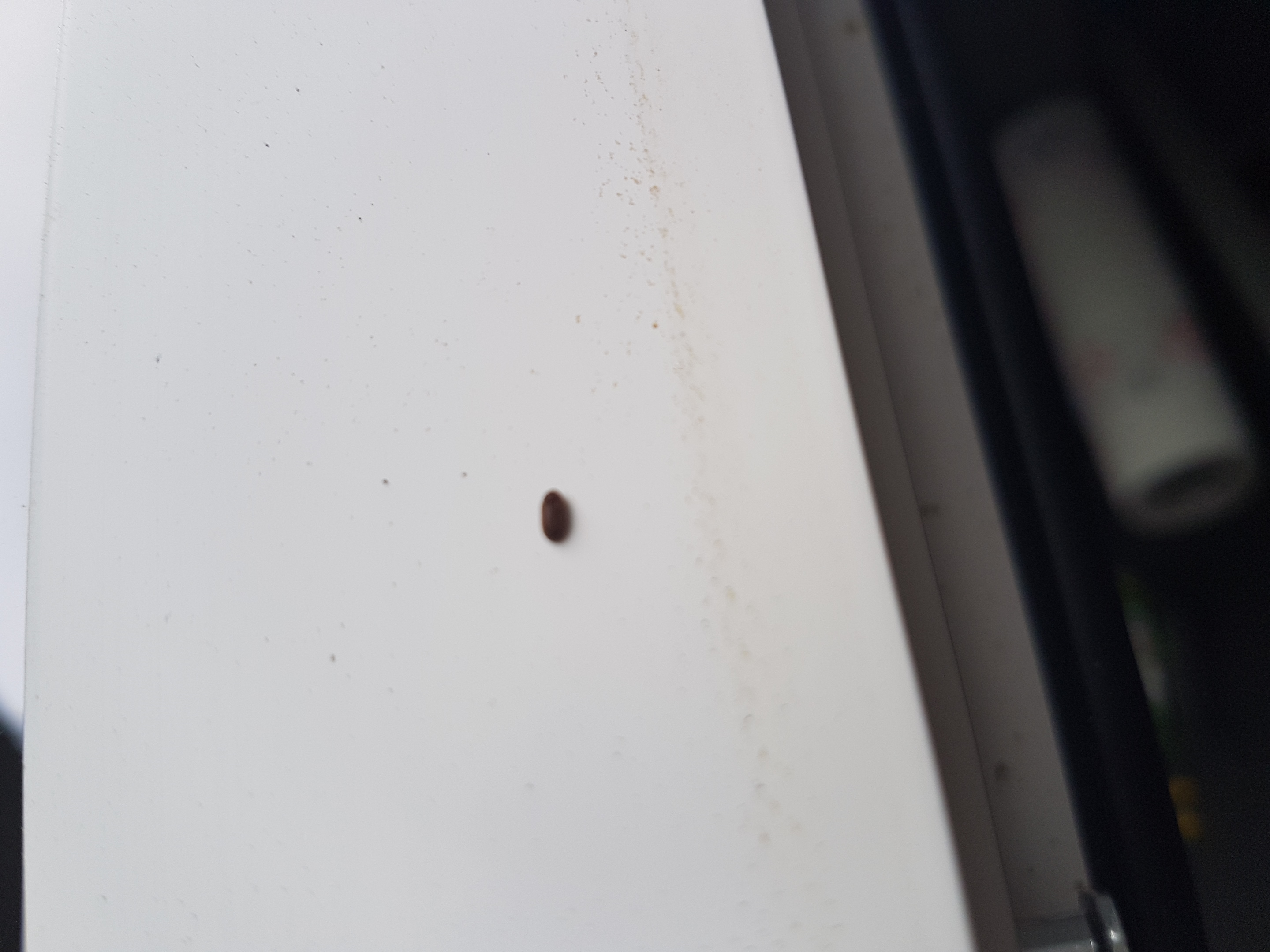 Komische ganz kleine braune käferchen? (Insekten, Plage ...