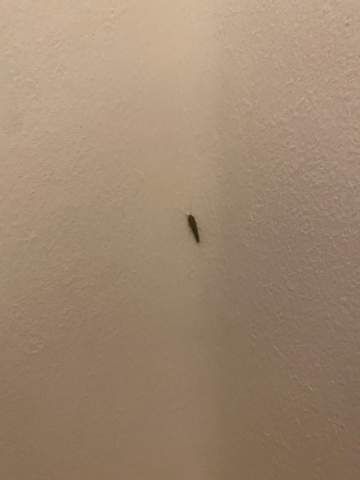 Komische Insekten im Schlafzimmer. Was tun?