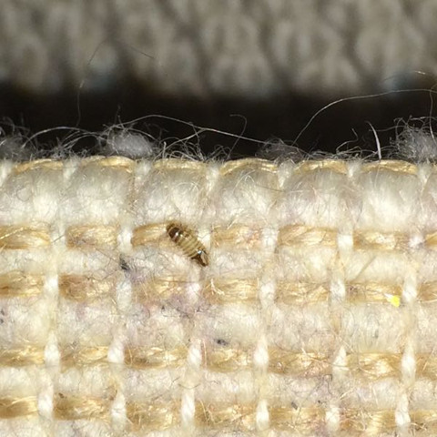 Komische Insekten(Larven)? (Käfer, Teppich, stachel)
