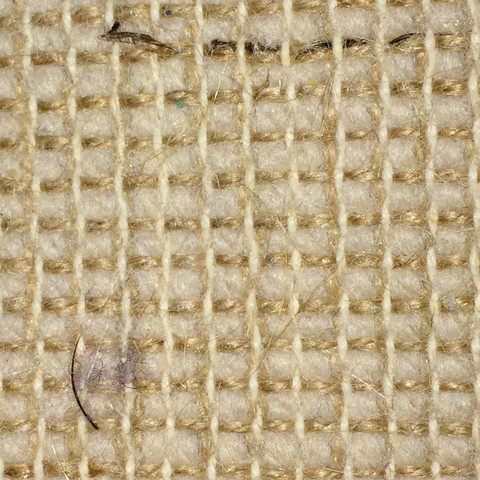 Komische Insekten(Larven)? (Käfer, Teppich, stachel)