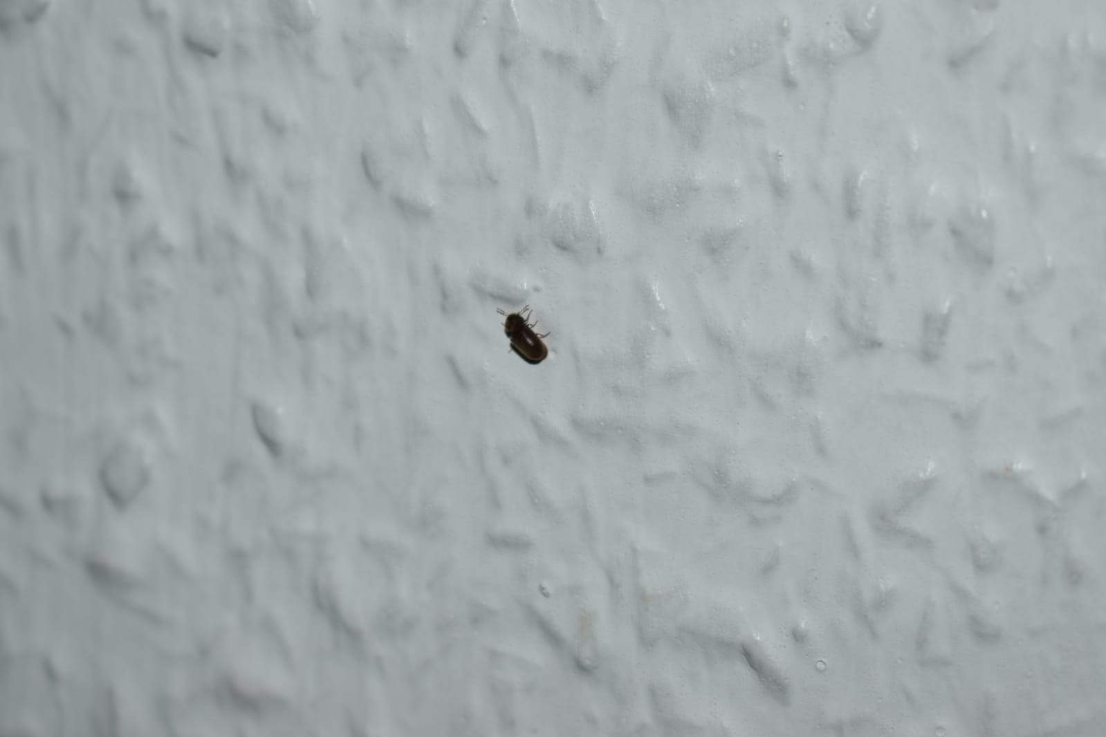 Komische Käfer im Wohnzimmer worum handelt es sich? (Insekten, Entomologie)