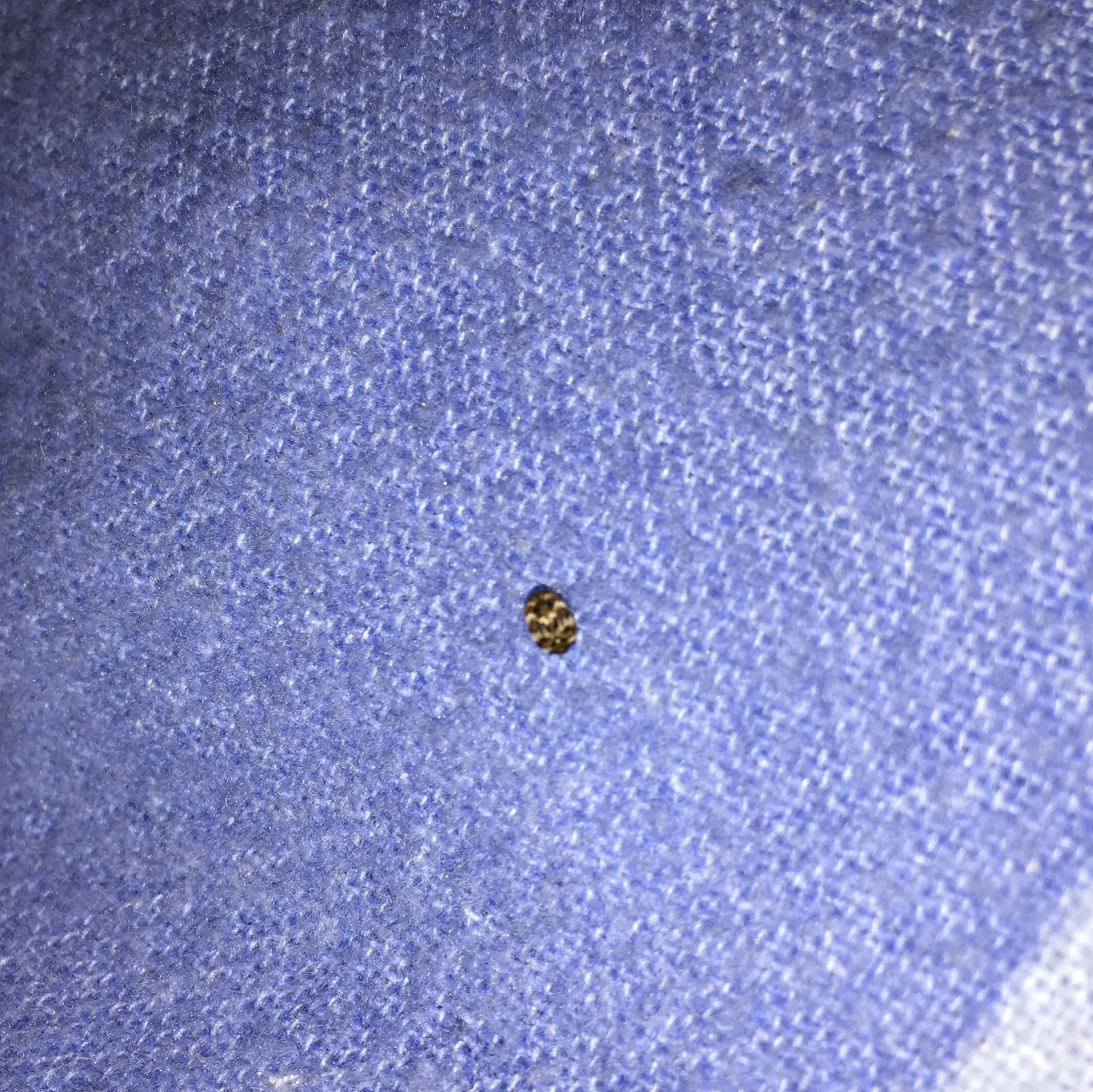 45+ schön Bilder Komische Fliegen In Der Wohnung - Was sind das für komische Fliegen an der Decke? (Insekten) : Sind) und das badezimmer (auch da sind keine pflanzen oder andere lebewesen). 45+ schön Bilder Komische Fliegen In Der Wohnung - Was sind das für komische Fliegen an der Decke? (Insekten) : Sind) und das badezimmer (auch da sind keine pflanzen oder andere lebewesen).