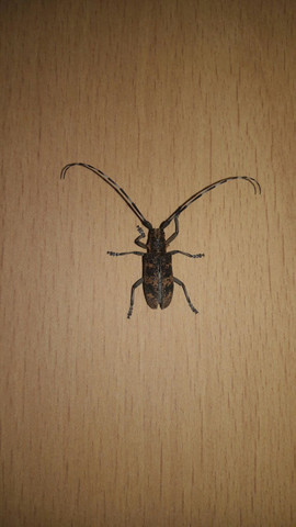 Käfer aus dem Keller - (Insekten, Käfer)