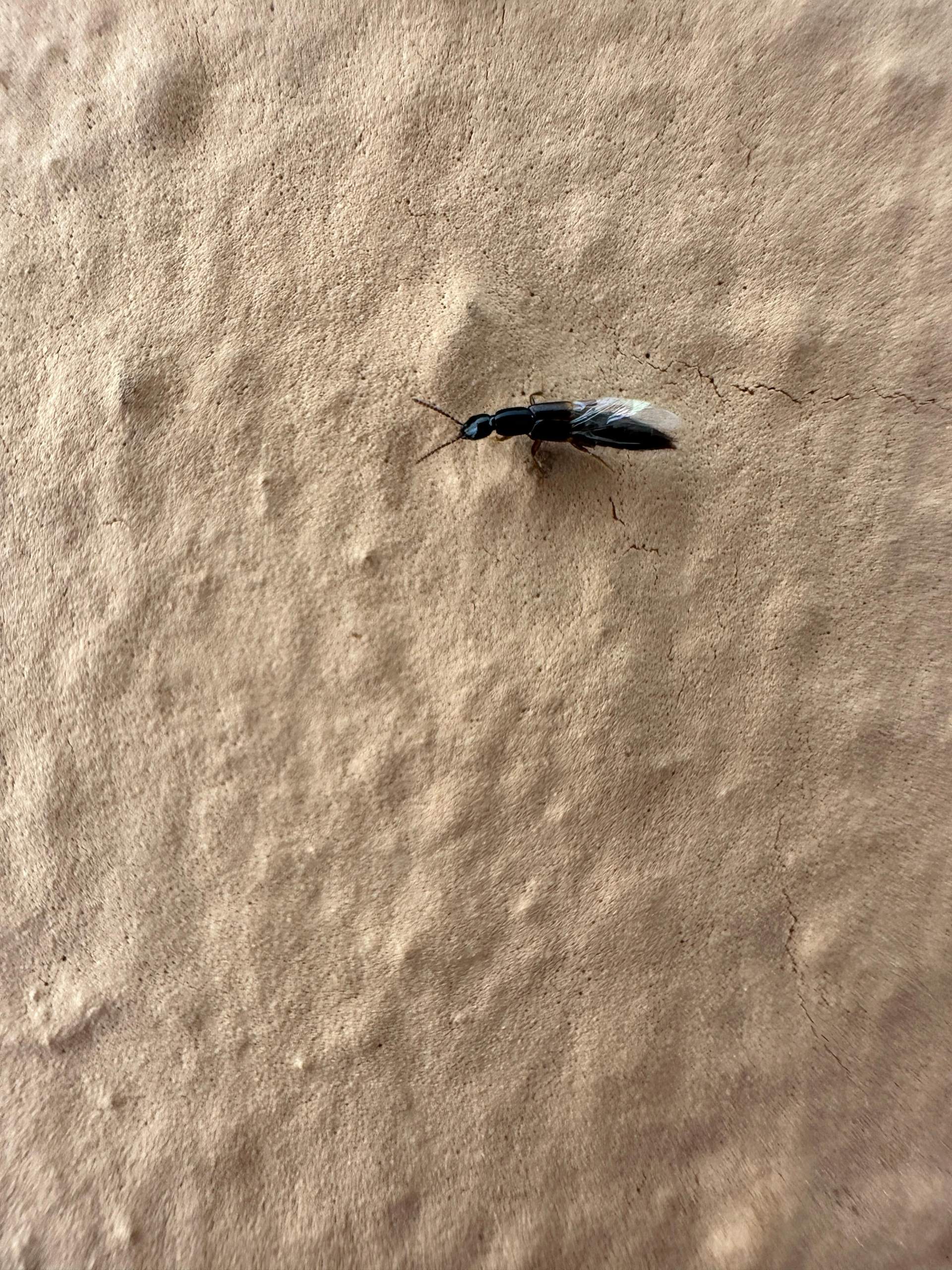 Komische käfer an der Hauswand und Wohnung? (Insekten, Schädlinge, Ungeziefer)