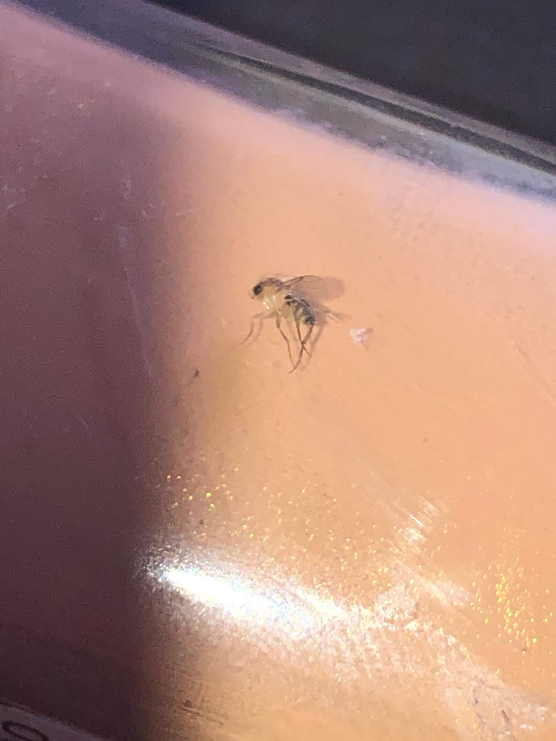 Komische kleine Fliegen im Zimmer? (Insekten, Schädlinge)