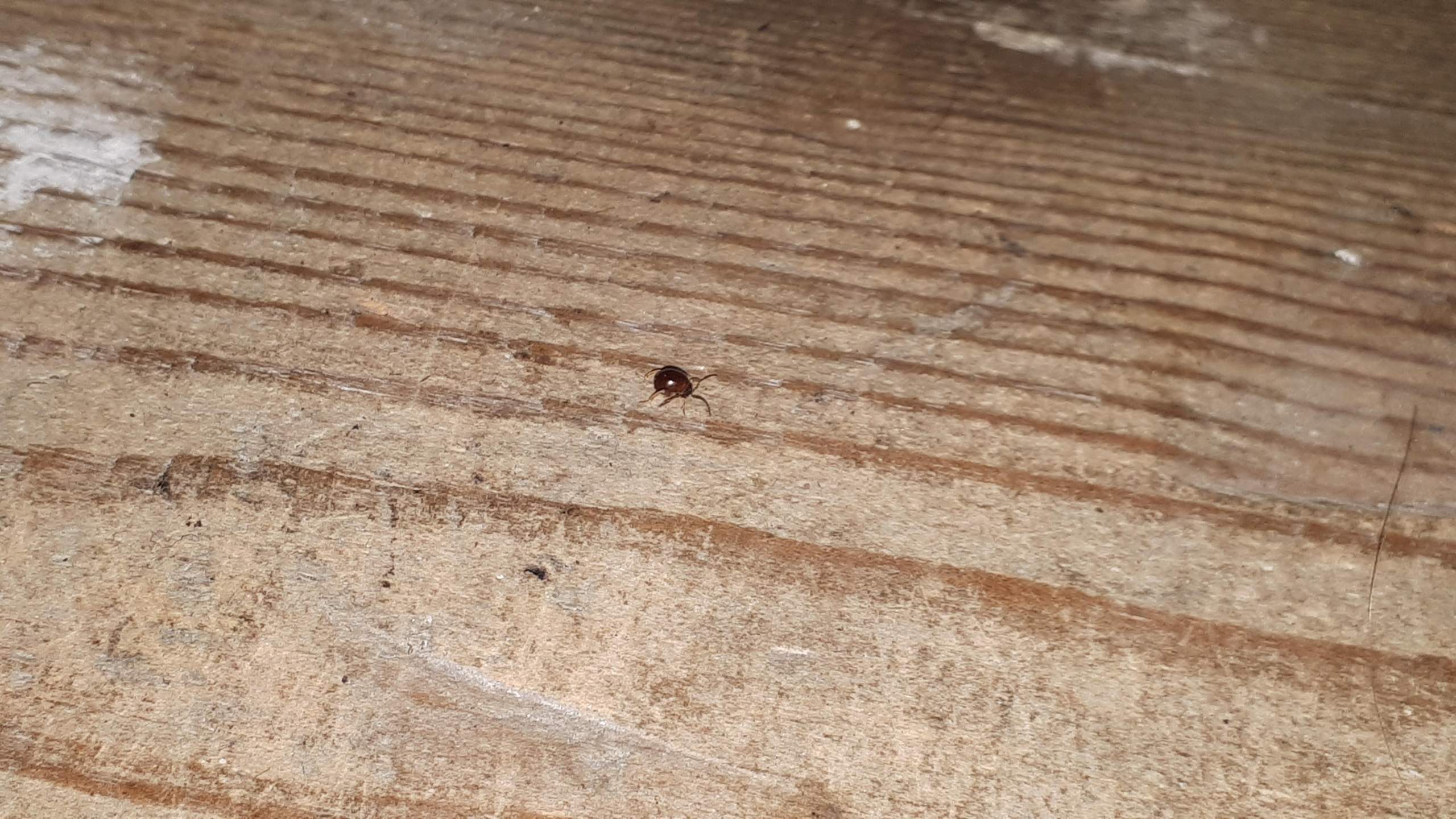 Komische kleine schwarz/rote Käfer im Holz