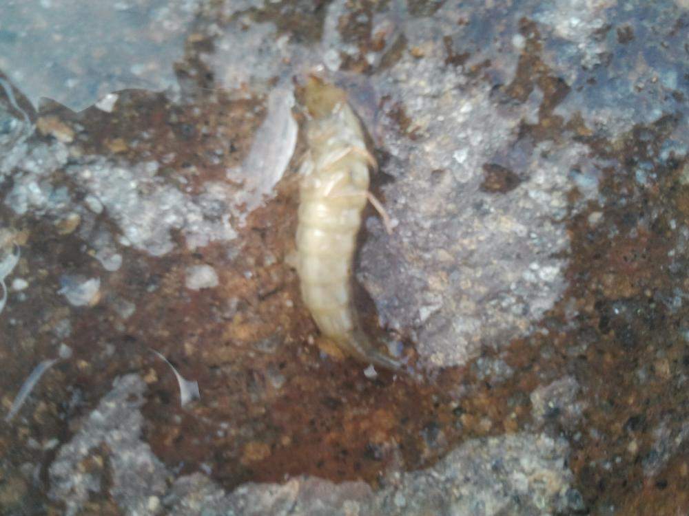Komische kleine Tiere im Pool gefunden (Wasser, Insekten, Krebs)