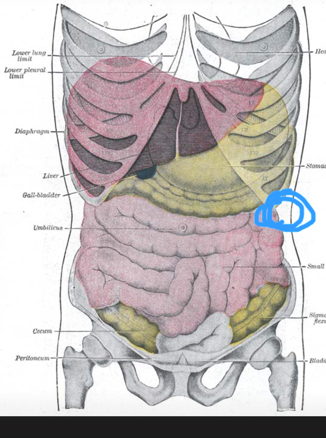 Komische Kugel Unter Dem Linken Rippenbogen Gesundheit Und Medizin Medizin Neurologie Komische Kugel Unter Dem Linken Rippenbogen Gesundheit Und Medizin Medizin Neurologie