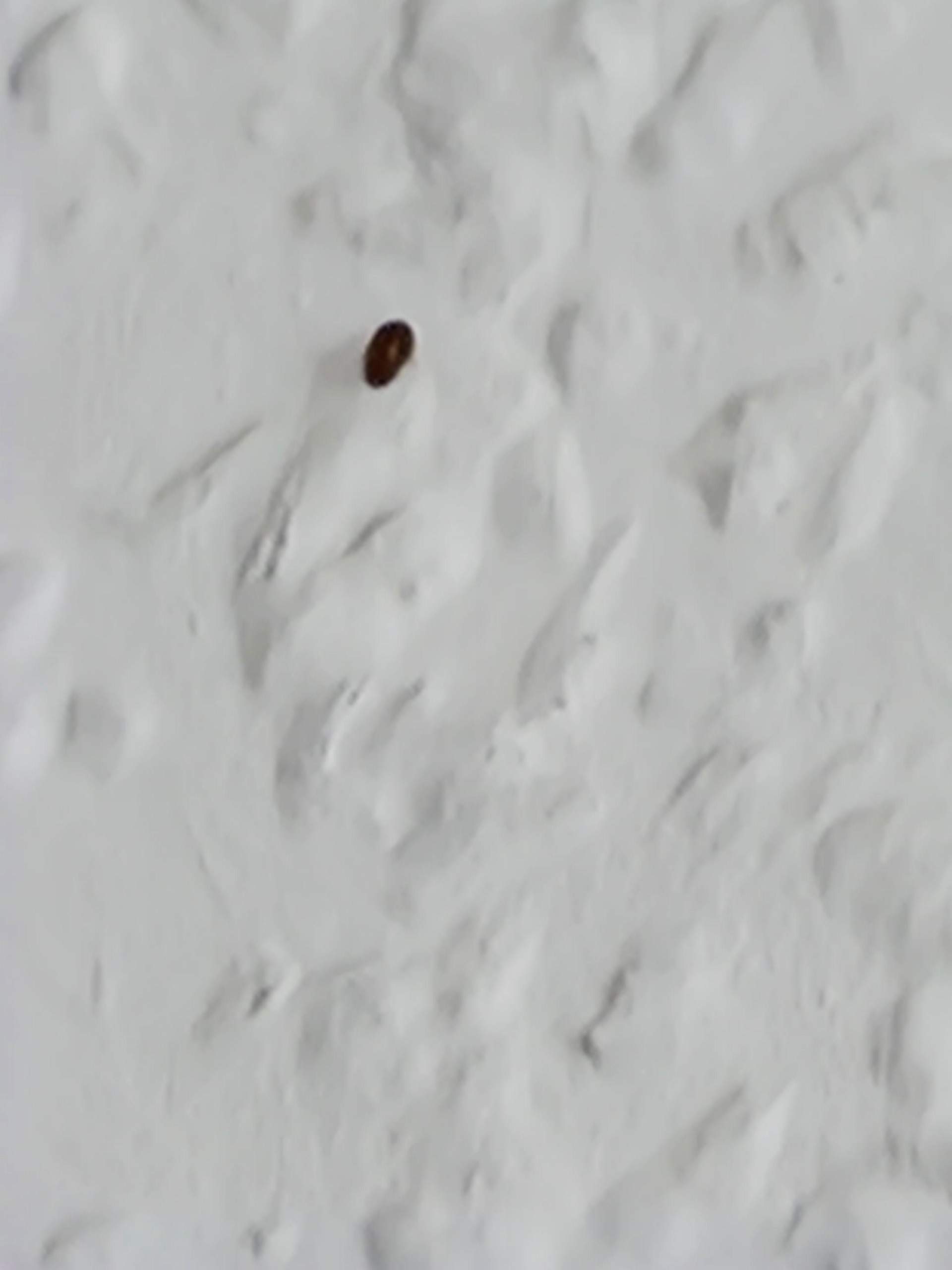 Komische Minikäfer in der Wohnung. Was sind das für Dinger? Werden immer mehr? (Insekten