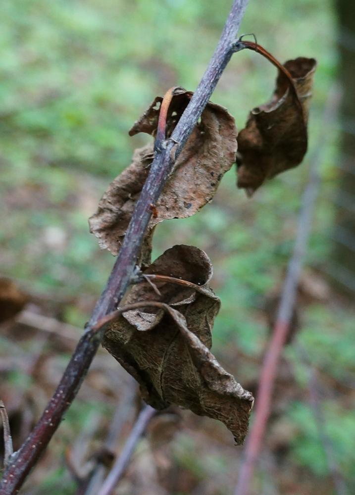 komische pflanze ähnlich haselnuss (Baum, Botanik)