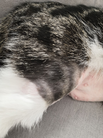 Komische Punkte Am Bauch Meiner Katze Gesundheit Tiere