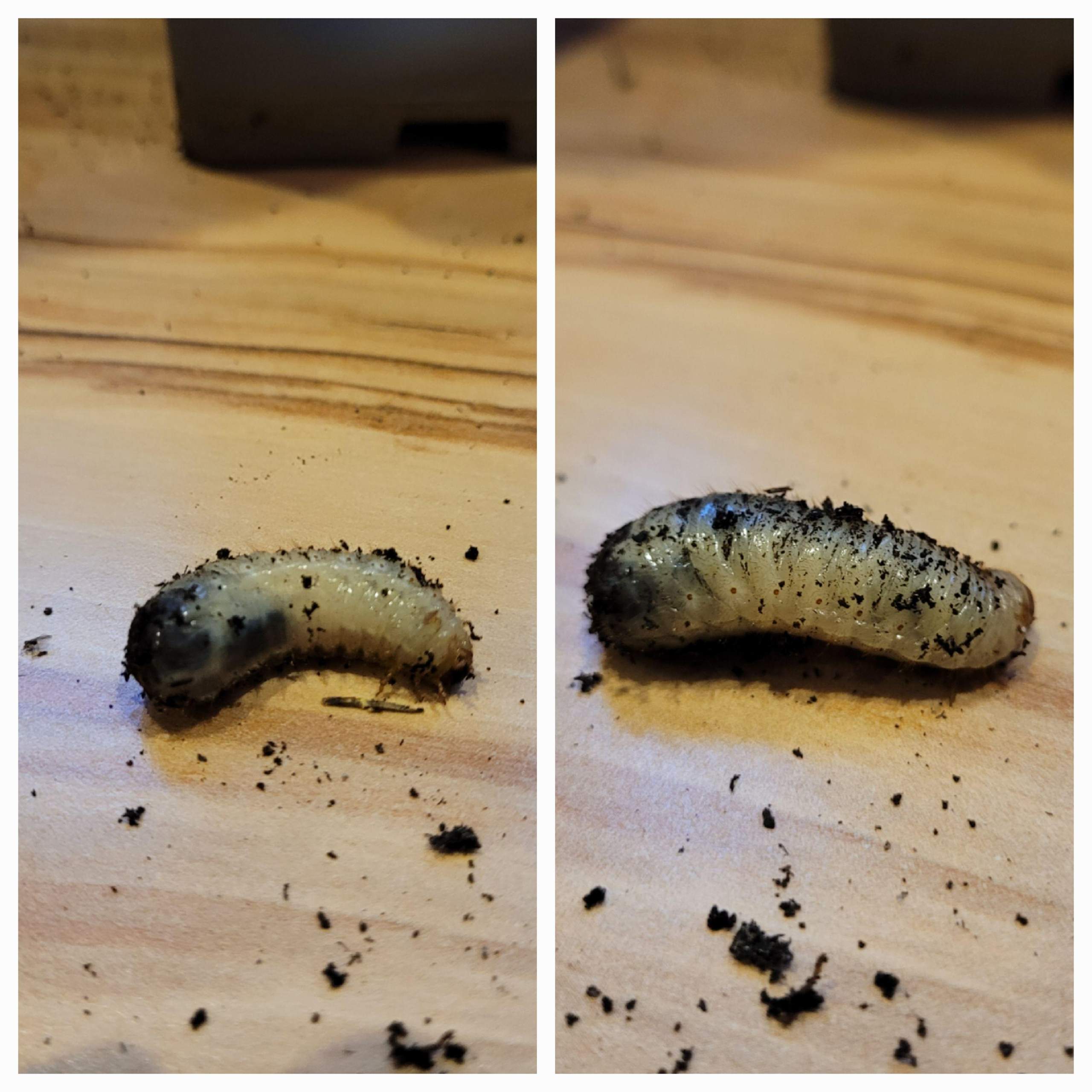 Engerlinge Raupe Komische Raupe/Engerlinge? (Haus, Pflanzen, Garten)