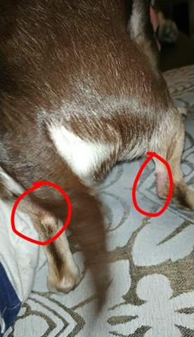 komische rote stellen am hinterbein hund