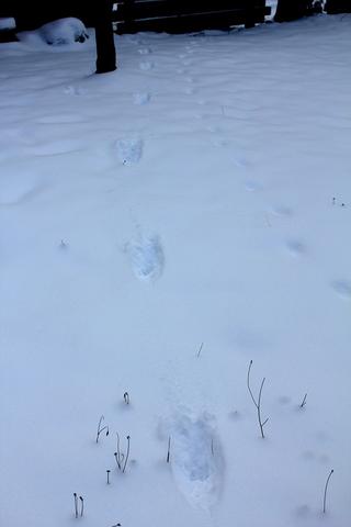 Mysteriöse Spuren - (Tiere, Katze, Schnee)