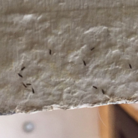 Was Sind Das Fur Komische Tierchen Unter Der Tapete Ungeziefer