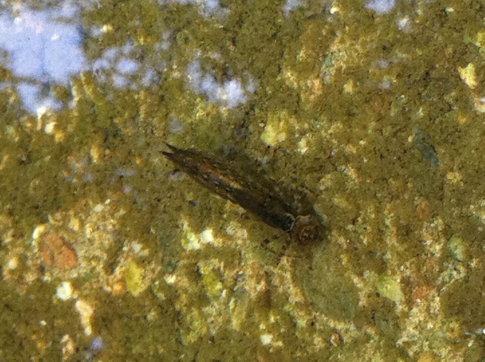 Komische Tiere im Gartenteich (Garten, Insekten, Teich)
