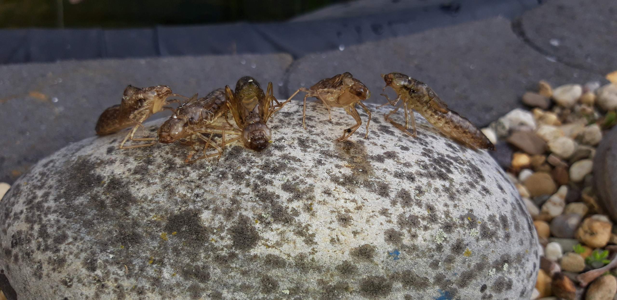 Komische Tiere Im Teich