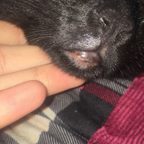 Komische Unterlippe Beim Kater Katze Kitten