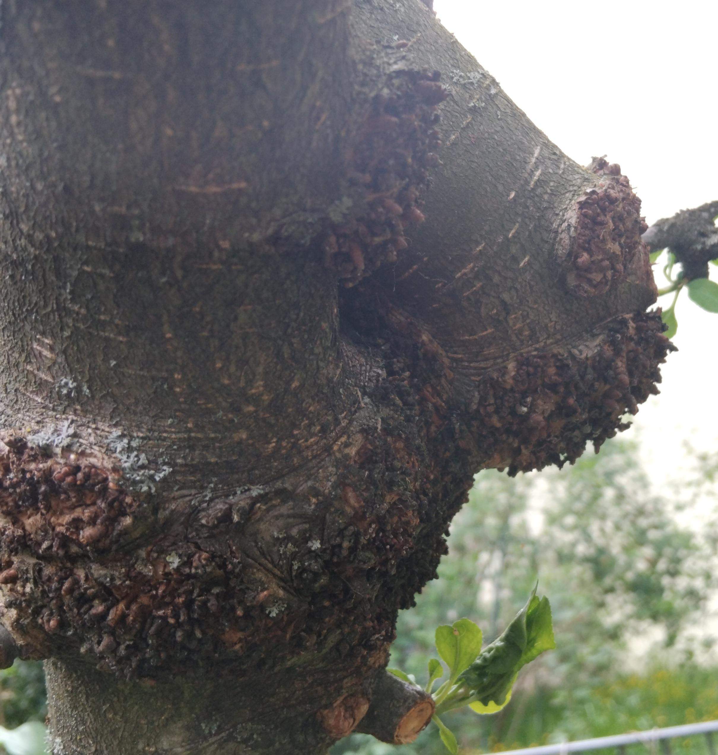 Schadlinge Am Apfelbaum Bilder